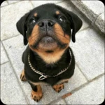 Logo of Rottweiler Dog Wallpapers android Application 