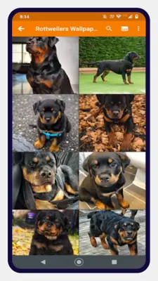 Rottweiler Dog Wallpapers android App screenshot 0