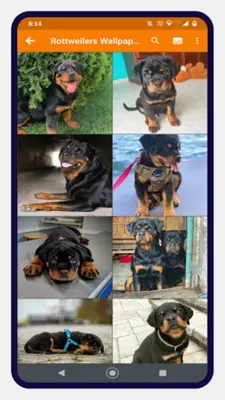 Rottweiler Dog Wallpapers android App screenshot 1