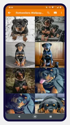 Rottweiler Dog Wallpapers android App screenshot 2