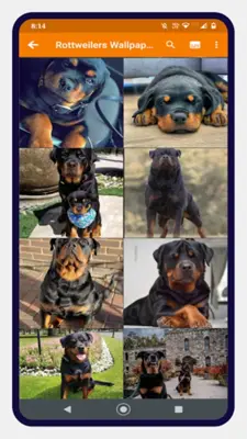 Rottweiler Dog Wallpapers android App screenshot 6